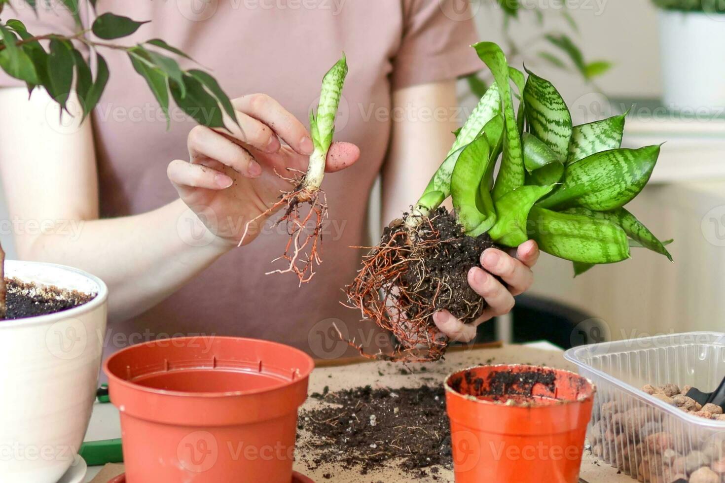 Hands caring for plant
